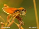 Small skipper