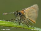 Small skipper