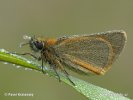 Small skipper