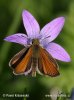 Small skipper