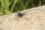 Small White-Marmorated Long-Horned Beetle