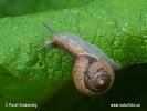 Snail