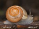 Snail