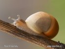 Snail