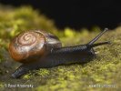 Snail