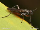 Snail-killing Fly