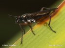 Snail-killing Fly