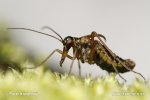 Snow Scorpion Fly