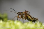 Snow Scorpion Fly