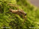 Snow Scorpion Fly