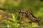 Snow Scorpion Fly