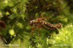 Snow Scorpion Fly