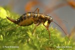 Snow Scorpion Fly