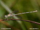 Southern Emerald Damselfly