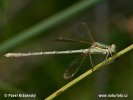 Southern Emerald Damselfly