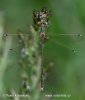 Southern Emerald Damselfly