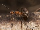 Southern wood Ant