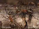 Southern wood Ant