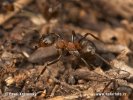 Southern wood Ant