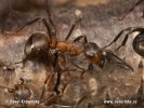 Southern wood Ant