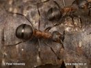 Southern wood Ant