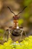 Southern wood Ant