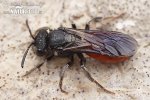 Sphecodes albilabris