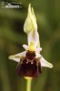 Spider-orchid