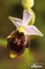 Spider-orchid