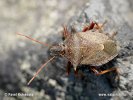 Spined stink Bug