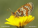 Spotted Fritillary Red-Band Fritillary