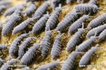 Springtail