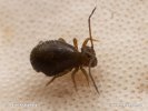 Springtail