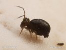 Springtail