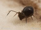 Springtail