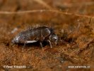 Springtail