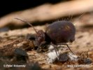 Springtail