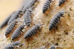 Springtail