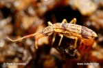 Springtail