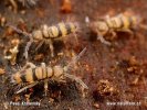 Springtail