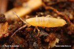 Springtail