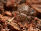 Springtail