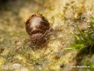 Springtail