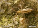 Springtail