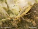 Springtail