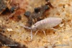 Springtail