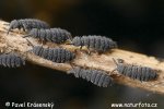 Springtail