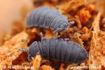 Springtail