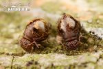 Springtail