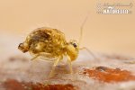 Springtail